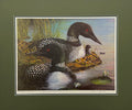 Loon Family