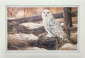 Snowy Owl