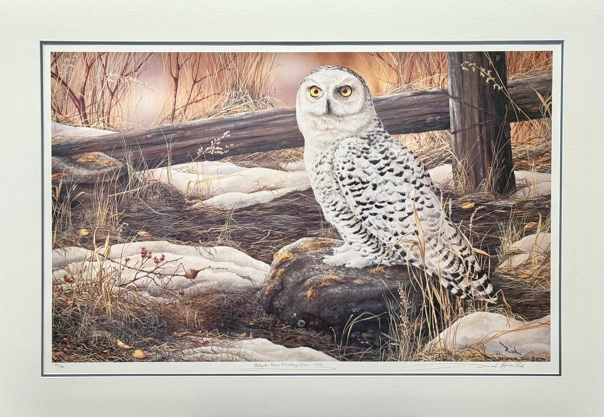 Snowy Owl