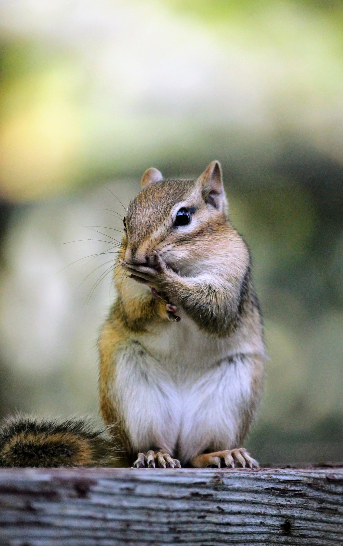 Chipmunk Uh-Oh