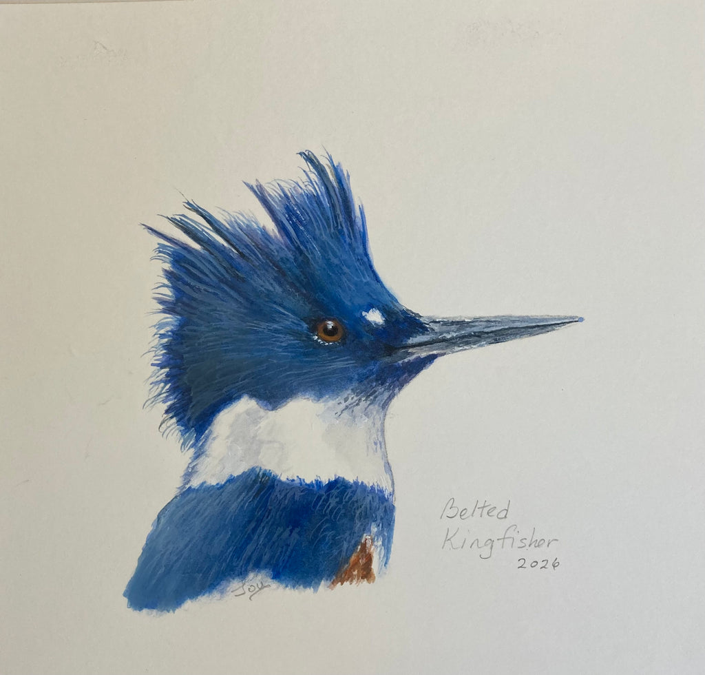 Belted Kingfisher