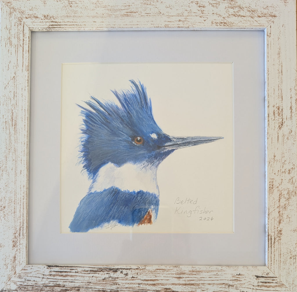 Belted Kingfisher