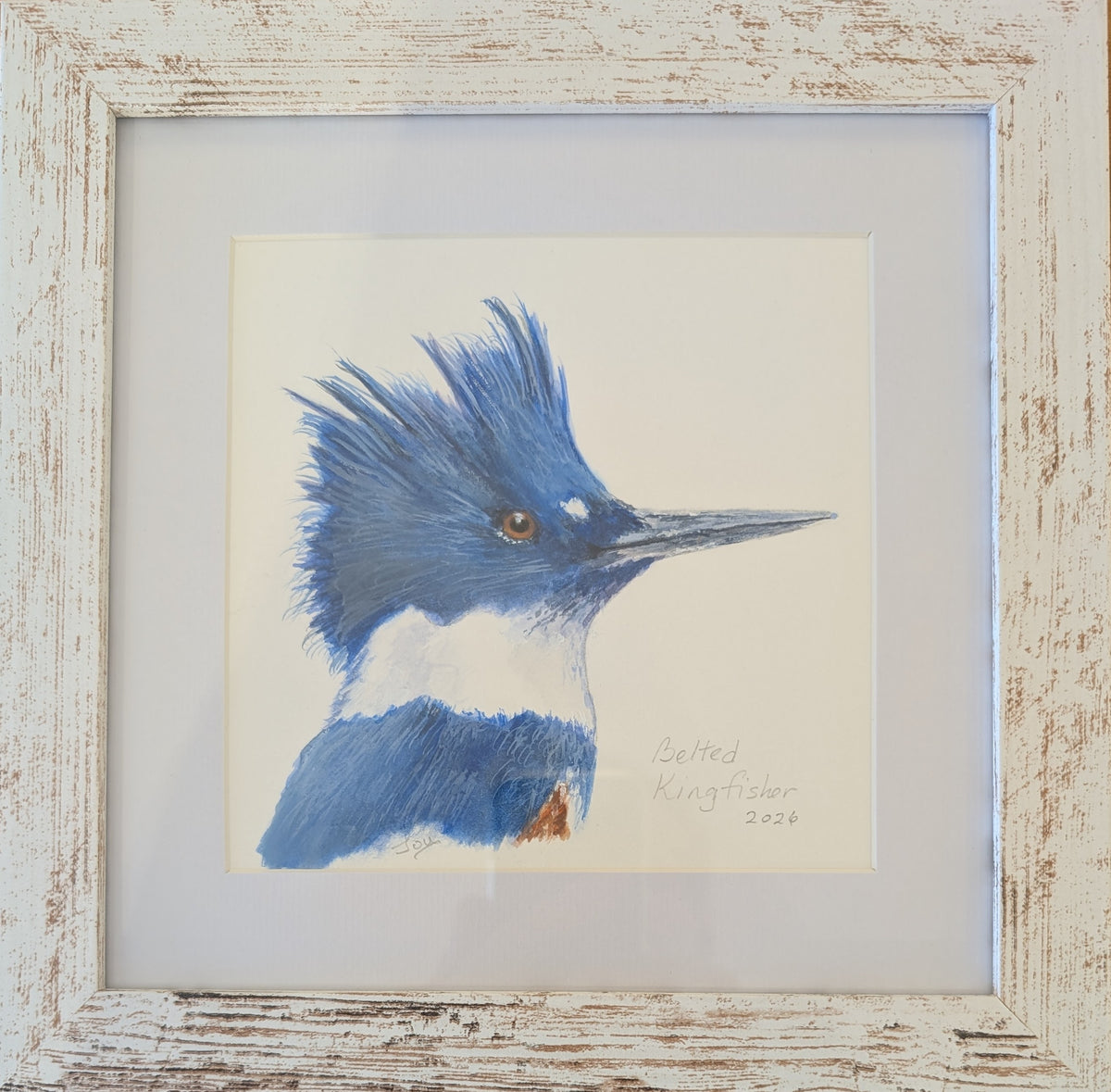Belted Kingfisher