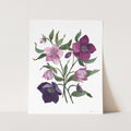 Hellebores (print)