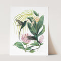 Red-billed Hummingbirds (print)